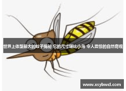 世界上体型最大的蚊子揭秘 它的尺寸堪比小鸟 令人震惊的自然奇观